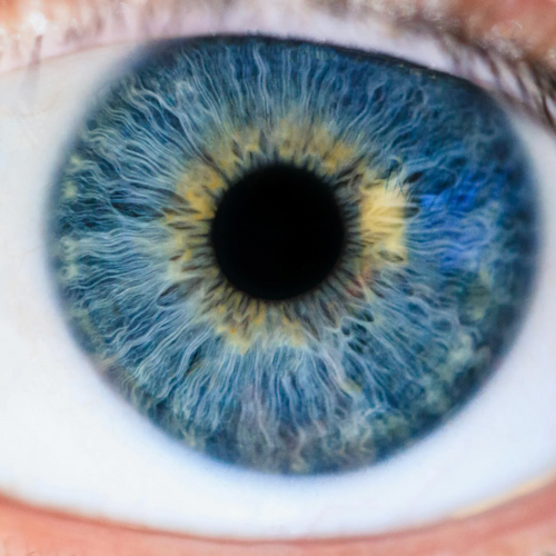 Computerized Color Vision Test (Only)